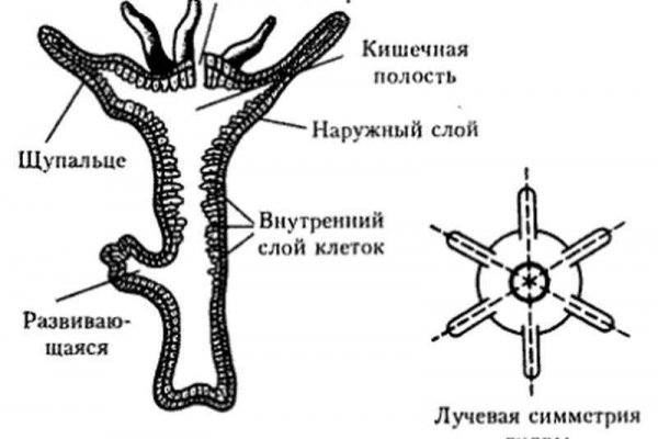 Не работает сайт kraken